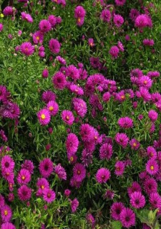 АСТРА кущова Jenny